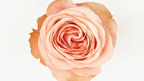 Mixed group Collage, Changing Frames of Beautiful Rose rotating on White Stock Footage 248635027