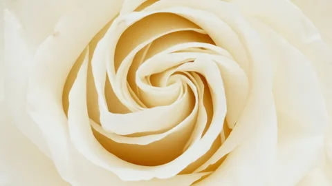 Mixed group Collage, Changing Frames of Beautiful Rose rotating on White Stock Footage 248635084