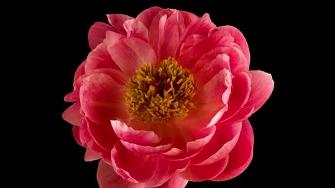 Mixed group Collage, Changing Frames of Beautiful Rose rotating on White Stock Footage 248641134