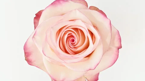 Mixed group Collage, Changing Frames of Beautiful Rose rotating on White Stock Footage 249007597