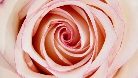 Mixed group Collage, Changing Frames of Beautiful Rose rotating on White Stock-Footage 249007657