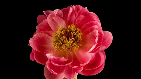 Mixed group Collage, Changing Frames of Beautiful Rose rotating on White Stock Footage 250064171