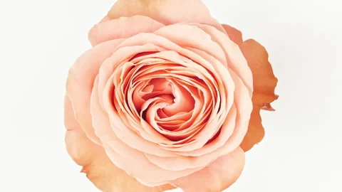 Mixed group Collage, Changing Frames of Beautiful Rose rotating on White Stock Footage 252142593