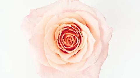 Mixed group Collage, Changing Frames of Beautiful Rose rotating on White Stock-Footage 253057823