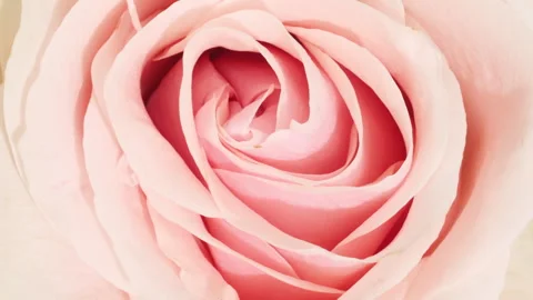 Mixed group Collage, Changing Frames of Beautiful Rose rotating on White Stock Footage 253057858