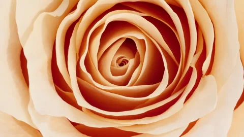Mixed group Collage, Changing Frames of Beautiful Rose rotating on White Stock Footage 253057897