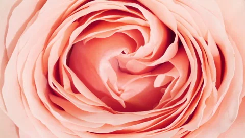 Mixed group Collage, Changing Frames of Beautiful Rose rotating on White Stock Footage 253771547