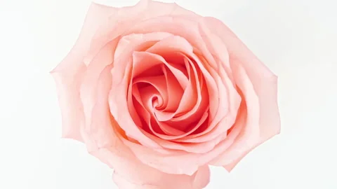 Mixed group Collage, Changing Frames of Beautiful Rose rotating on White Stock Footage 275958901