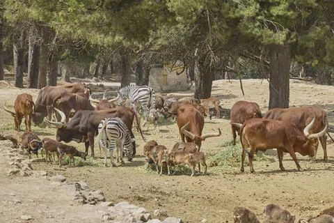 Mixed herd of antelope zebra cattle and buffalo feeding together Stock Photos