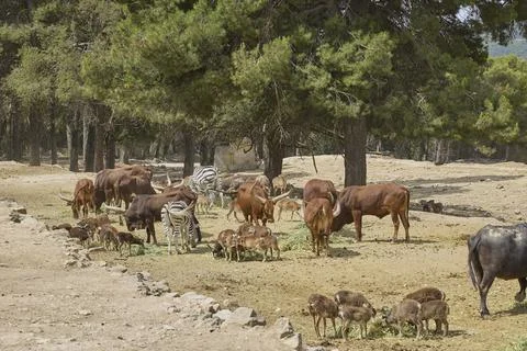 Mixed herd of antelope zebra cattle and buffalo feeding together Stock Photos