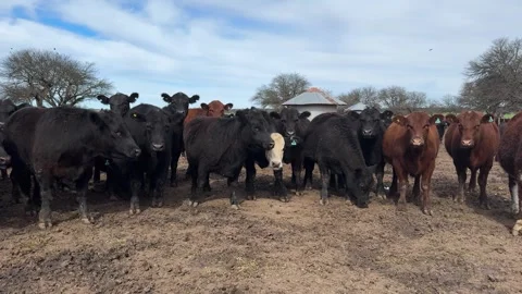 Mixed Herd Of Beef Cattle, Angus, Red Cattle, And A Hereford In The Farm. - pan Stock Footage 345116551