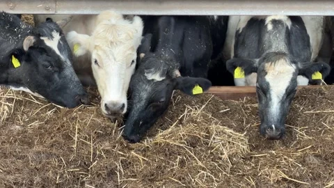 Mixed herd of cattle eating silage 4K Stock Footage 332024906