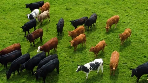 Mixed Herd of Cattle Grazing on Bright Grass Pasture, Exmoor Devon Видео 338163086