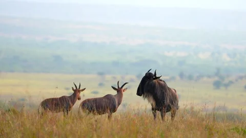 Mixed Herd of Topi Antelopes and Blue Wildebeest in Maasai Mara National Reserve Stock Footage 342235521