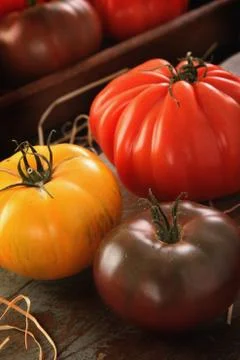Mixed heritage tomatoes Stock Photos
