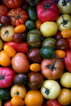 Mixed heritage tomatoes Foto stock