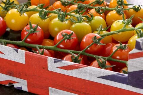 Mixed heritage tomatoes Stock Photos