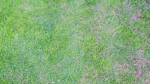 Mixed lawn surface with green and dry areas seen from above. Natural grass Stock Footage 333140230