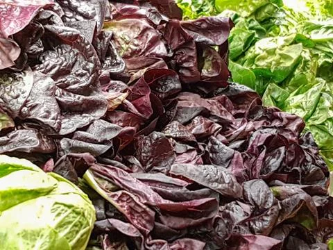 Mixed lettuce and cabbage Stock Photos