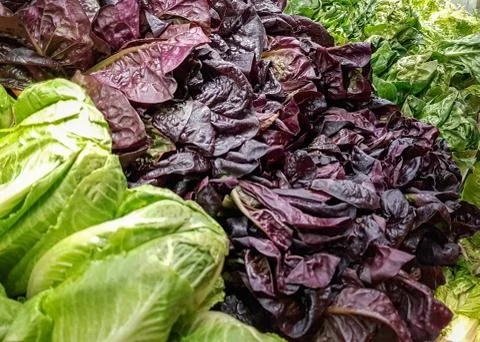 Mixed lettuce and cabbage Stock Photos