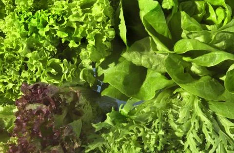 Mixed lettuce Stock-Fotos