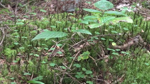 Mixed moss plants form dense natural texture, soft green growth - Moss Detail Video stock 339817143