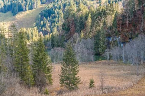 Mixed mountain forest in late fall, side-lit by the evening sun. Stock Photos