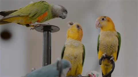 Mixed Parakeet Species Bonding on a Shared Perch in Captivity Stock Footage 327391056