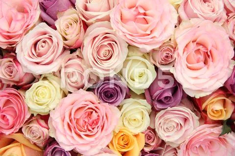 Mixed Pastel Roses