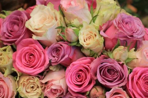 Mixed pink roses Stock Photos