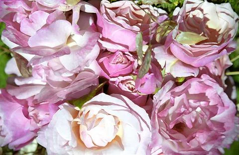 Mixed pink roses Stock Photos