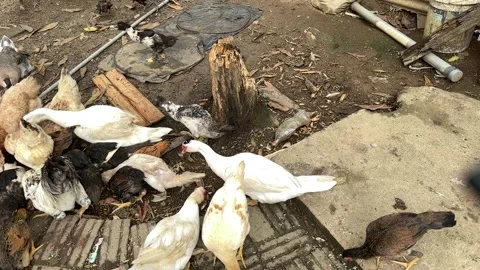 Mixed Poultry Flock of Ducks and Chickens Feeding on Rural Farm Stock Footage 326660553