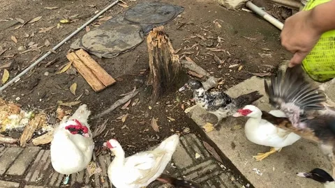 Mixed Poultry Flock of Ducks , Chicken and Geese Stock Footage 326660500