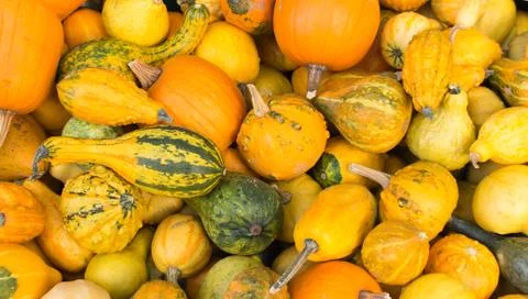 Mixed pumkins Stock Photos