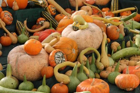 Mixed Pumpkins. Stock Photos
