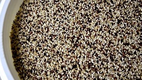 Mixed quinoa plate Stock Footage 74156489