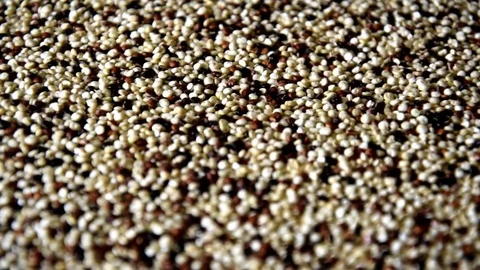 Mixed quinoa plate Stock Footage 74156511