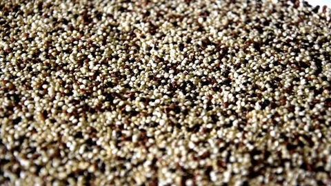 Mixed quinoa plate Vidéo 74156528