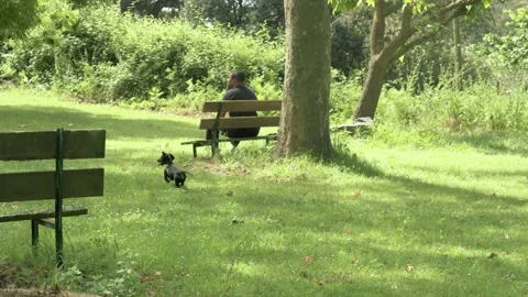 A mixed race black man sit on a bench on a sunny day in a forest with a happy Stock Footage 157427497