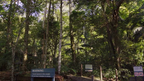 Mixed Race Millenial Couple Enter Lush Green Australian Rainforest Park during t Stock Footage 199459073
