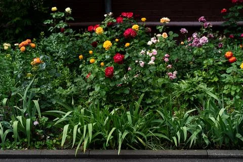 Mixed rose border drenched after summer rain Stock Photos