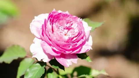 Mixed Rose flowers stop motion. Stock Footage 231758649