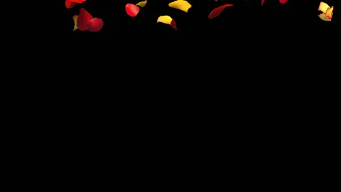 Mixed Rose Petals Fall Video stock 89247857