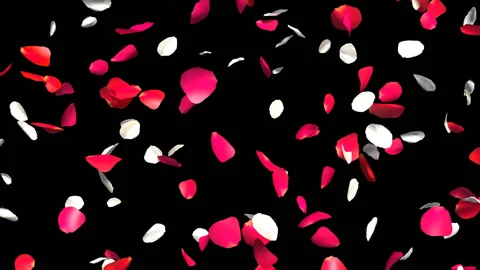 Mixed Rose Petals Fall Stock Footage 89248171