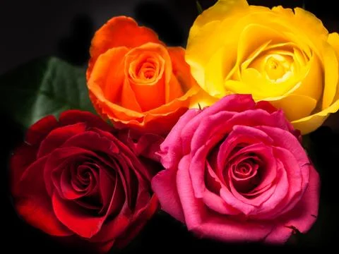 Mixed roses with black Stock Photos