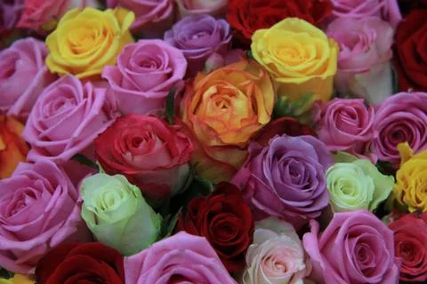 Mixed roses Stock Photos