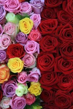 Mixed roses Stock Photos