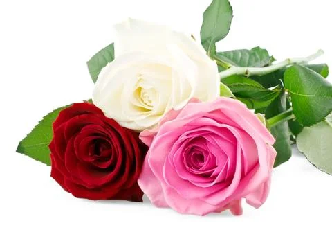 Mixed roses Stock Photos