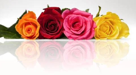 Mixed roses relection Stock Photos