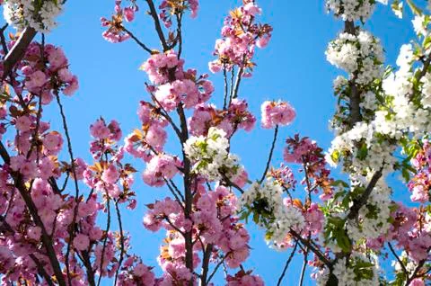 Mixed sakura tree branches, pink and white colours, blue sky behind. Natural  Foto stock
